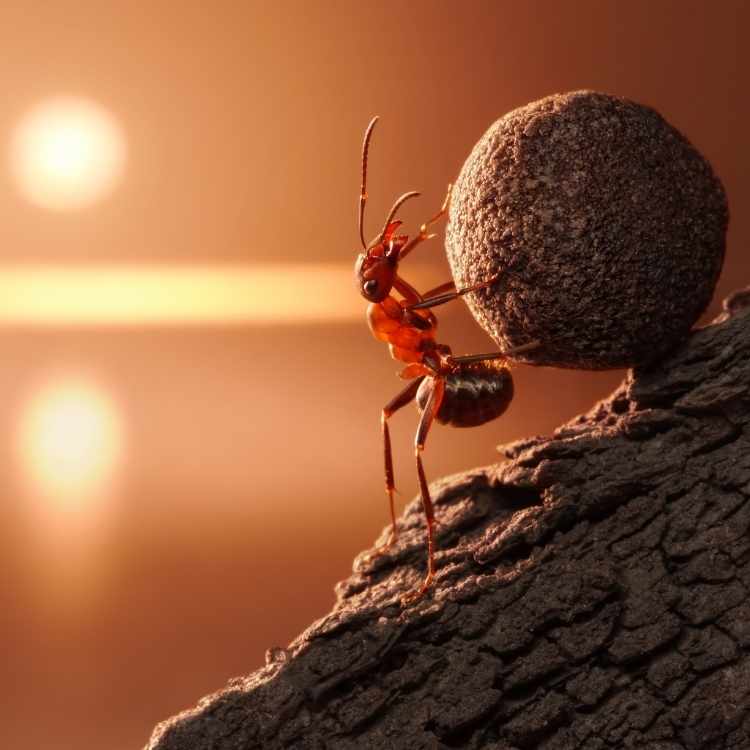 ant symbolism
