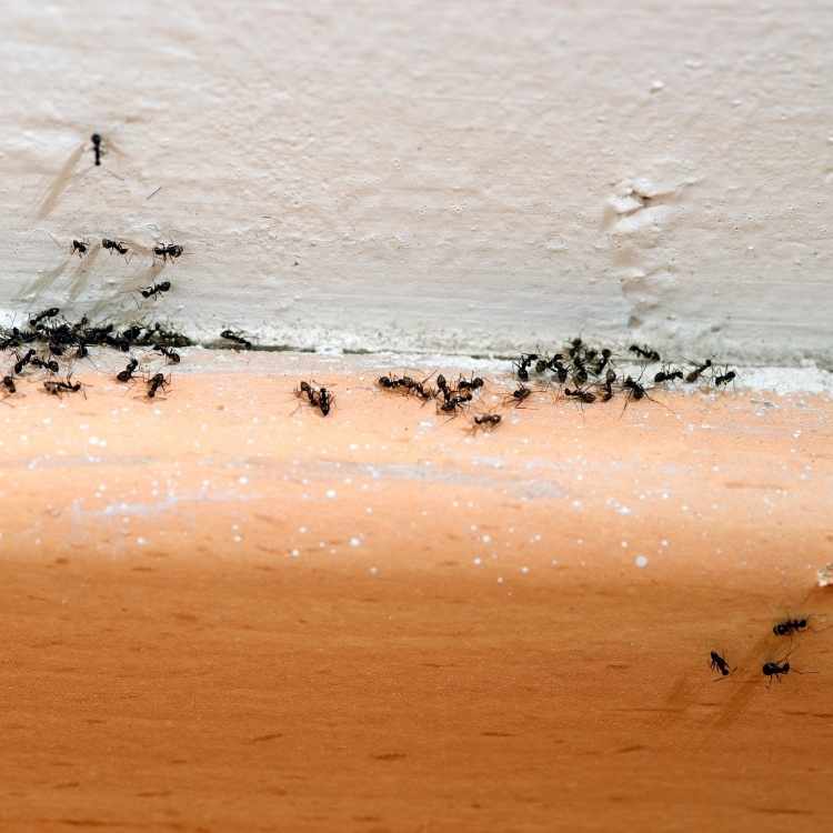 ants in house