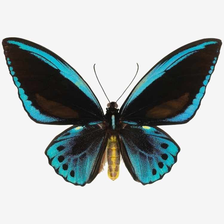 black and blue Butterfly symbolism What Does It Mean When You See A Black And Blue Butterfly? It Represents A Precarious State Of Power Balance.