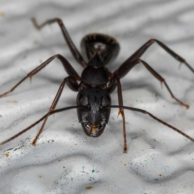 black ant