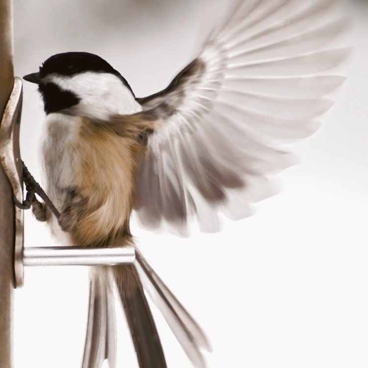 chickadees Native American culture