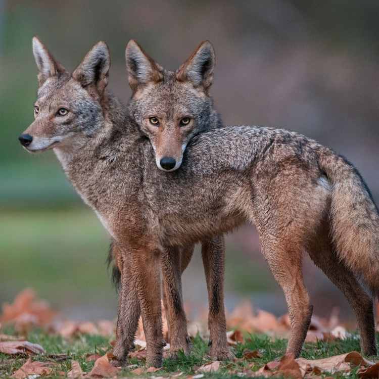 Coyotes in dreams