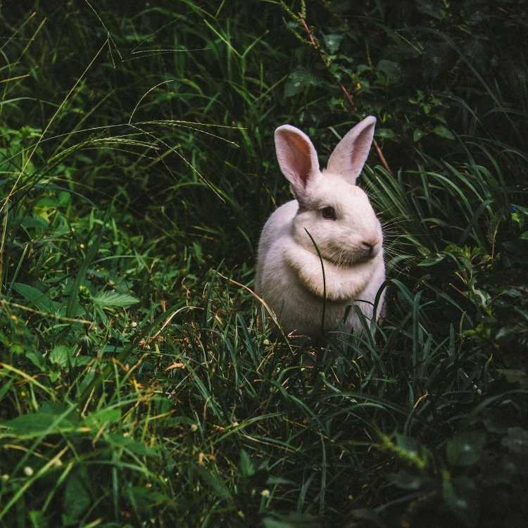 dreaming of bunnies