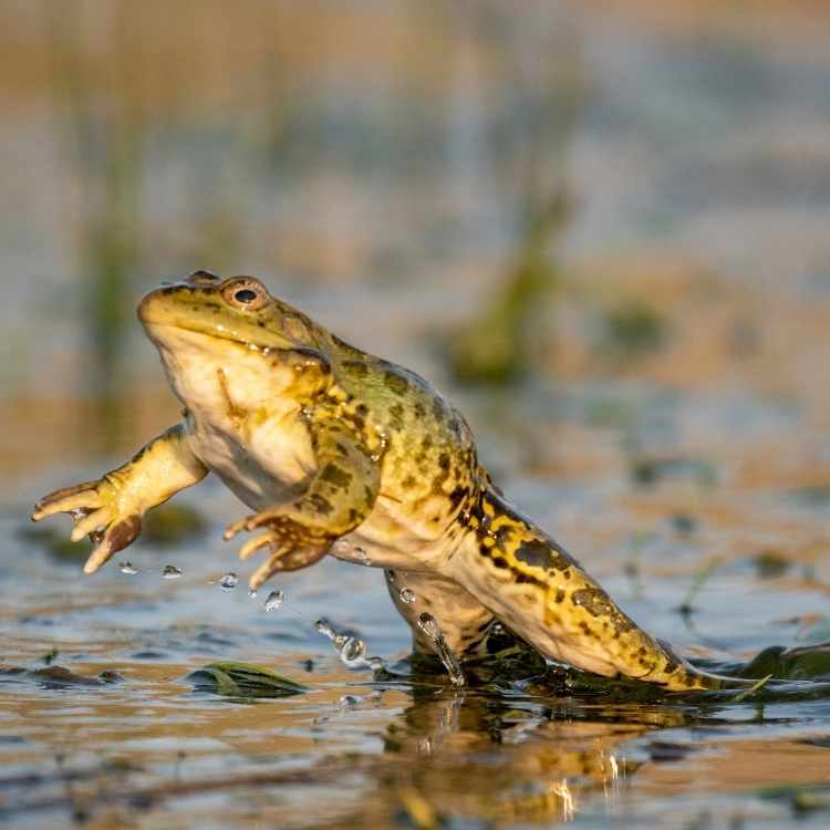 Frog in mid-jump symbolizing transition and taking action in life