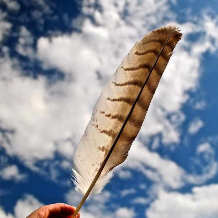 hawk feather