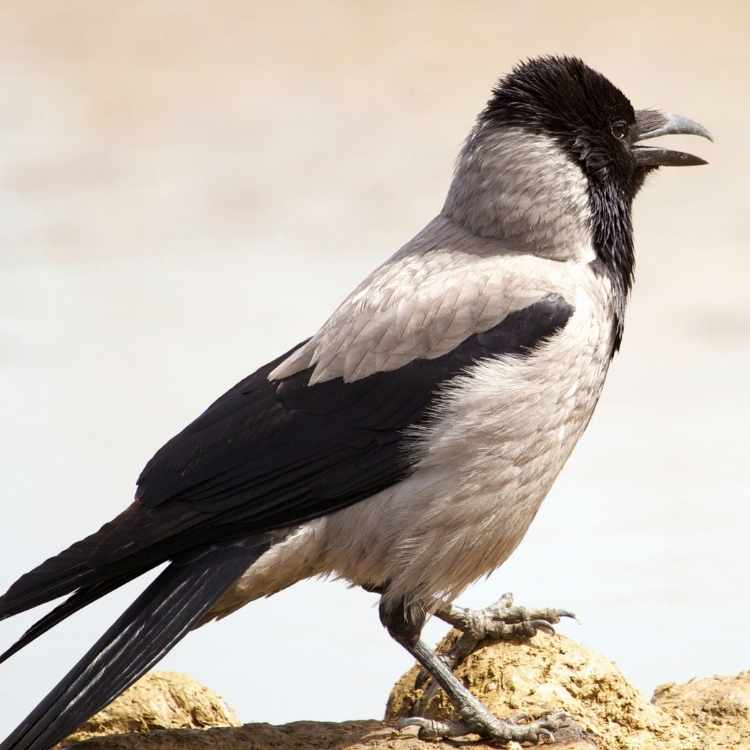 Hooded crow