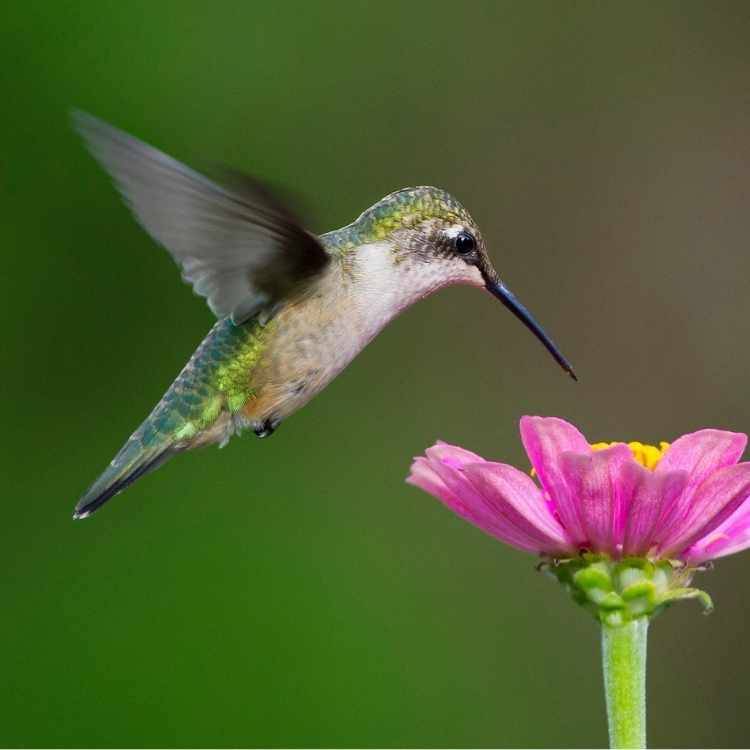 hummingbird sign of good luck