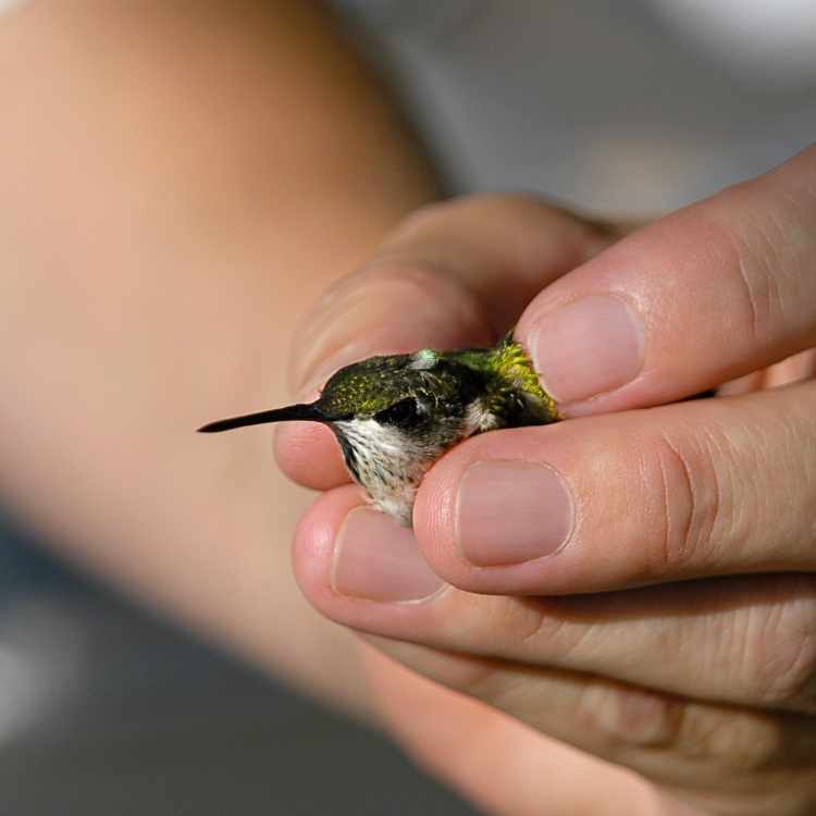 hummingbird visiting