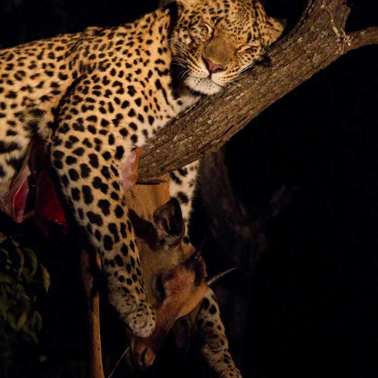 leopard dream