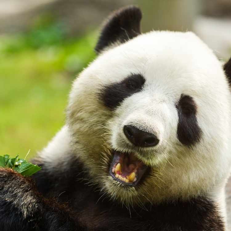 Bear Symbolism: What Meaning Does The Bear Represent? Bear Symbolism: What Meaning Does The Bear Represent?
