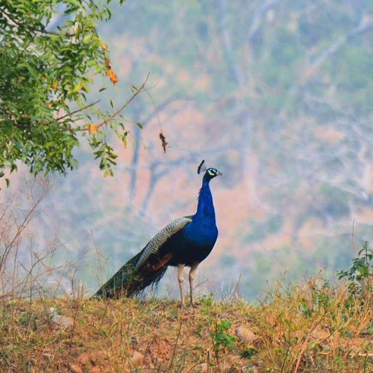 peacock christian