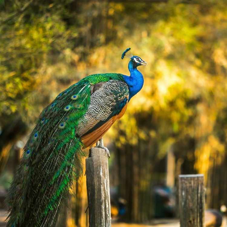peacock totem The Peacock Symbolism - A Guide To A Fascinating Spiritual Bird