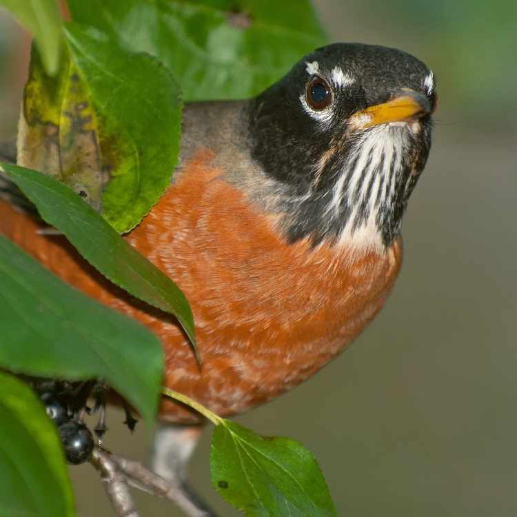 red robin flies