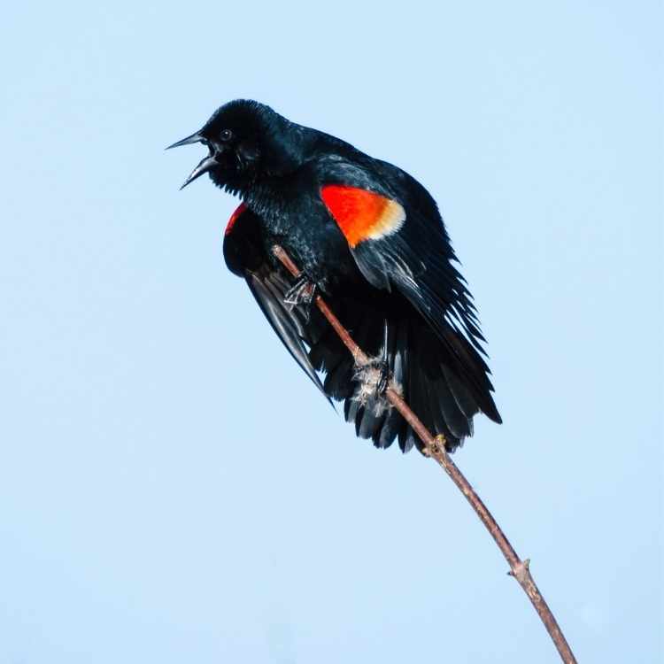 red-winged-blackbird