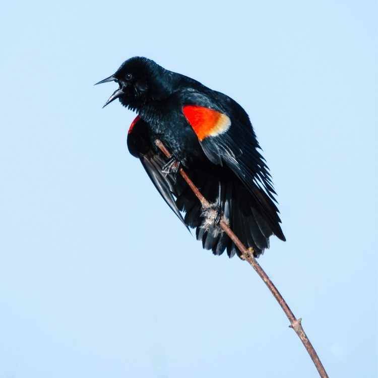 red-winged blackbird