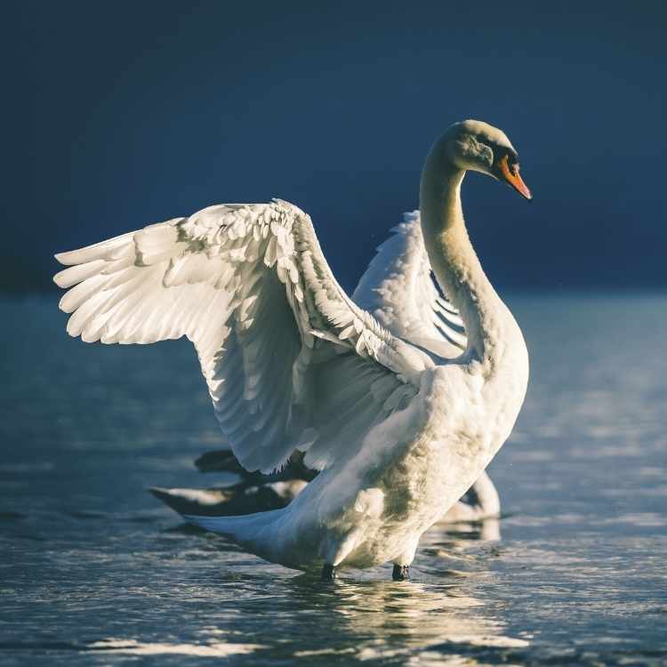 swan feather symbolism