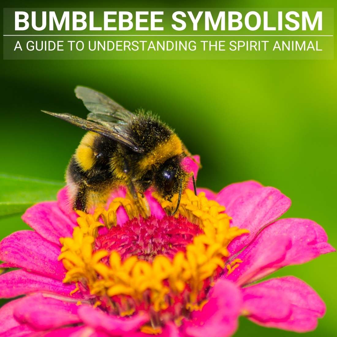 BUMBLEBEE SYMBOLISM