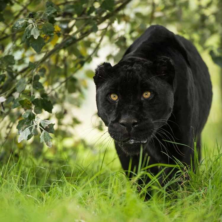 Black jaguar spirit animal