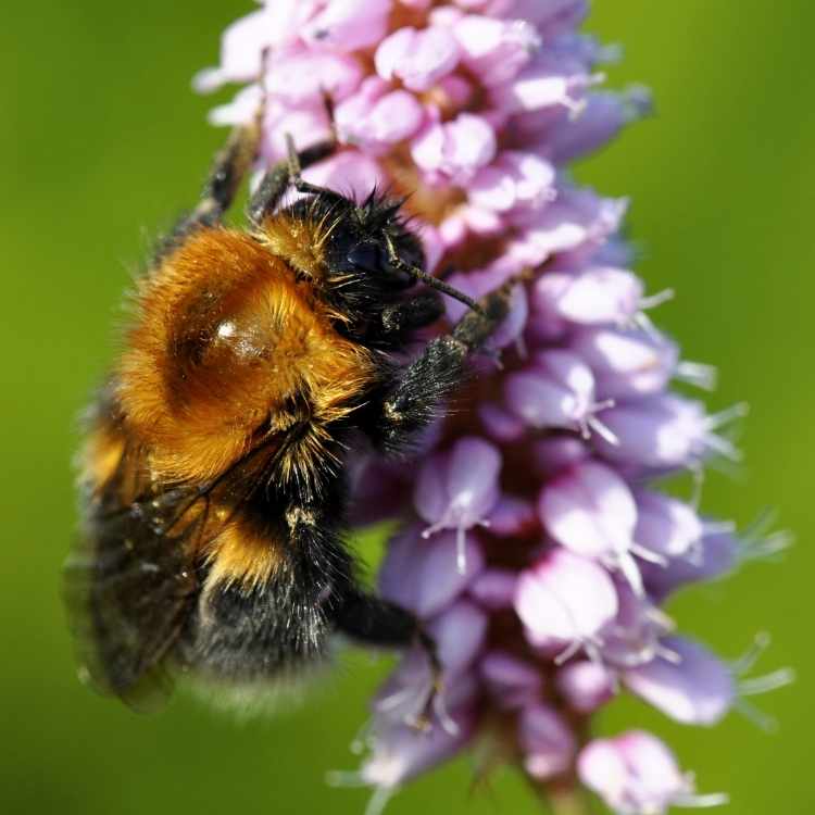 Bumblebee as a power-animal