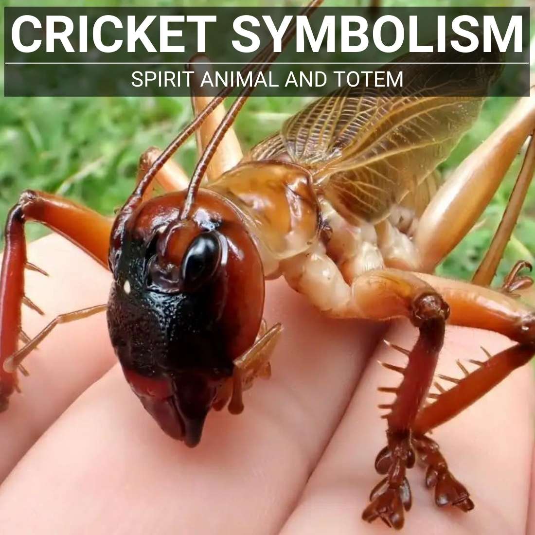 Cricket symbolism