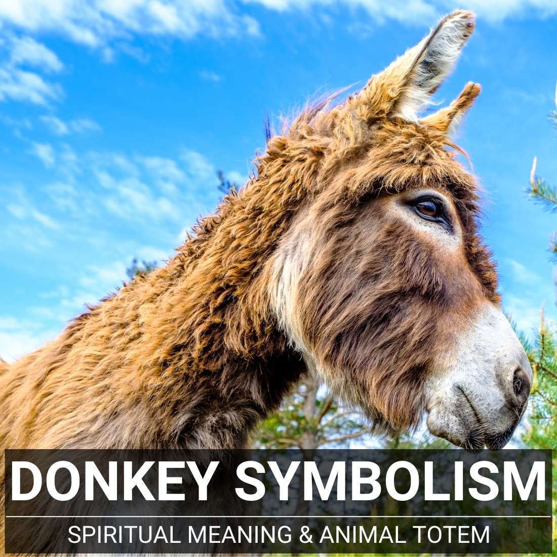 Donkey Symbolism
