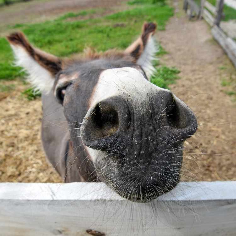 Donkey spirit animal