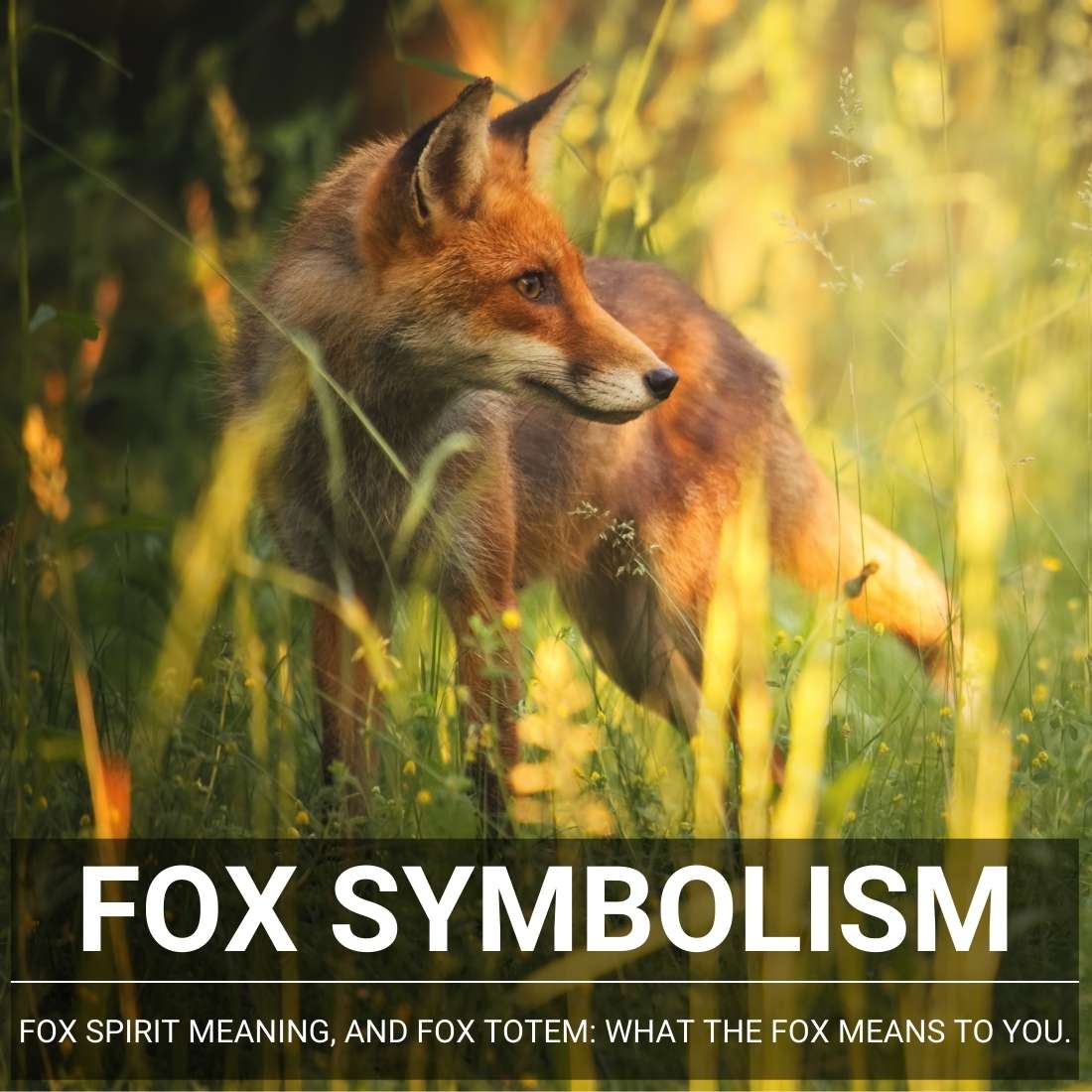 Fox Symbolism