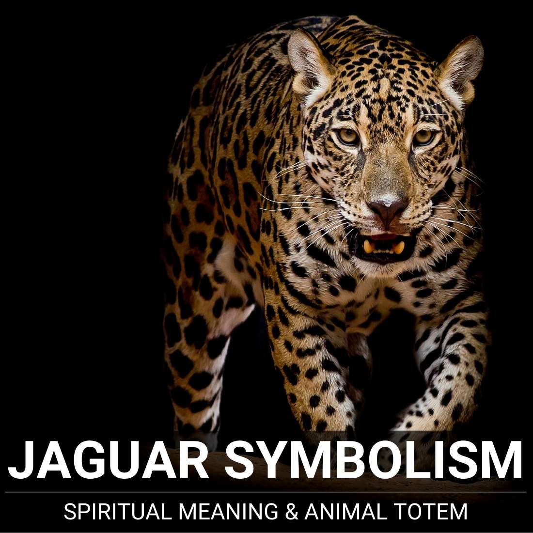 Jaguar Symbolism - Spirit Animal & Jaguar Totem
