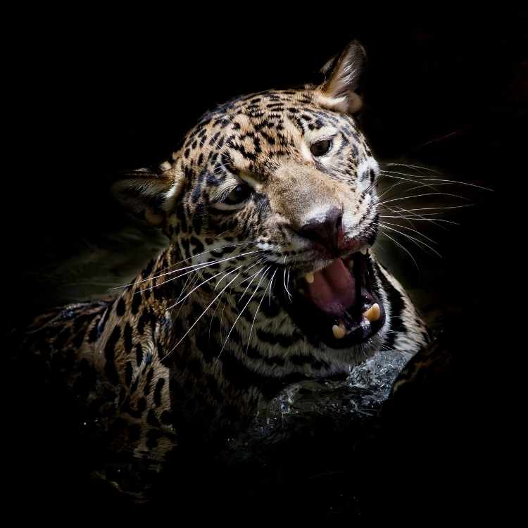 Jaguar spirit animal