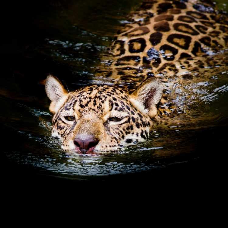 Jaguar totem