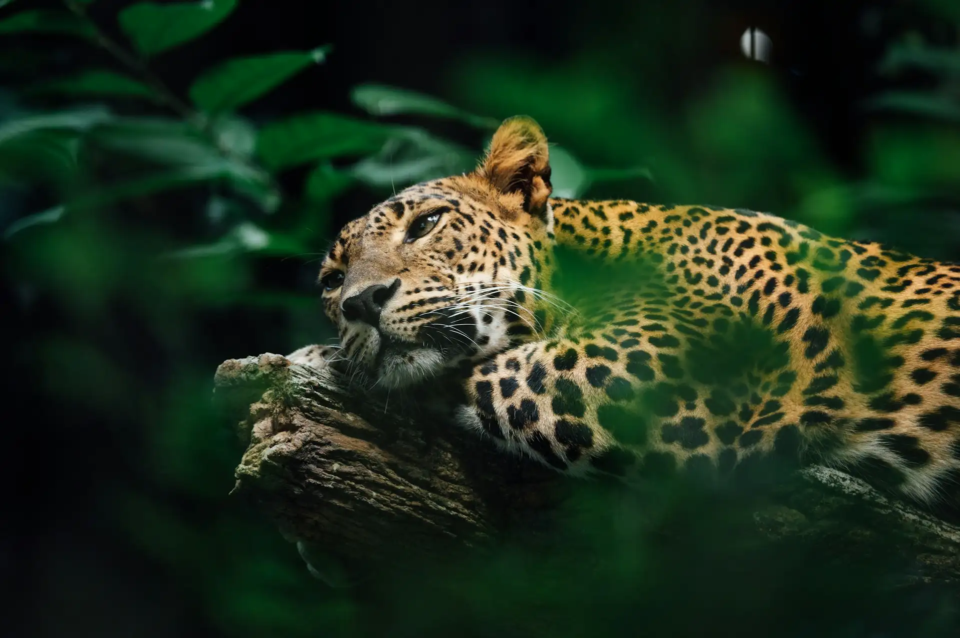 Jaguar
