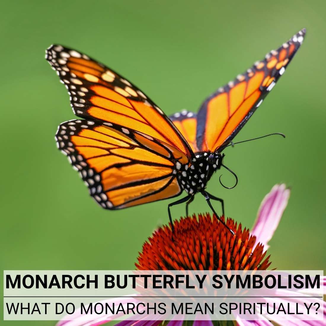 Monarch Butterfly Symbolism