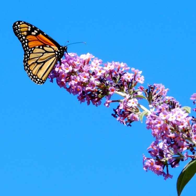 Monarch butterfly meaning spiritual