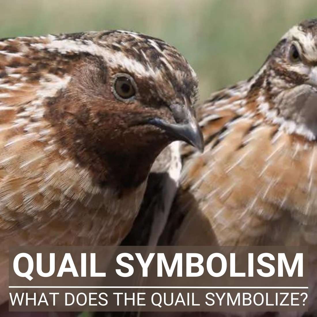 Quail Symbolism - The Spirit Animal And Totem