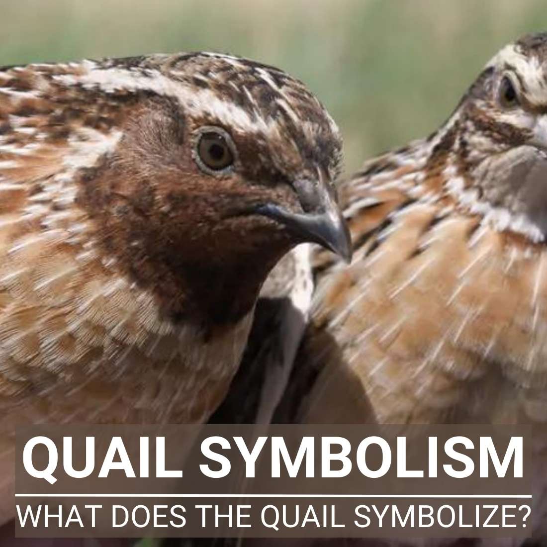 Quail Symbolism - The Spirit Animal And Totem Quail Symbolism - The Spirit Animal And Totem