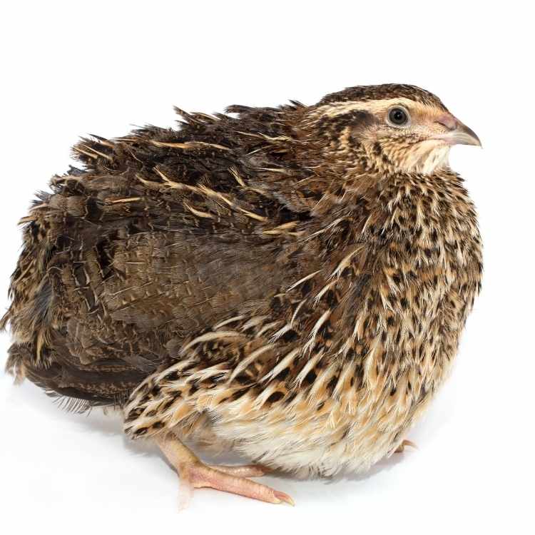 Quail spiritual meaning