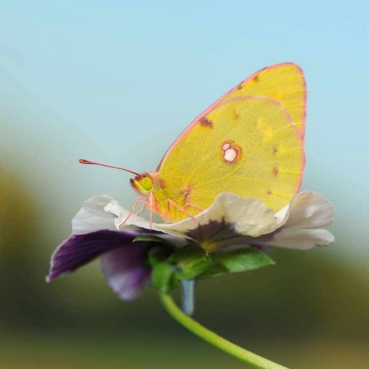 Seeing yellow butterflies meaning