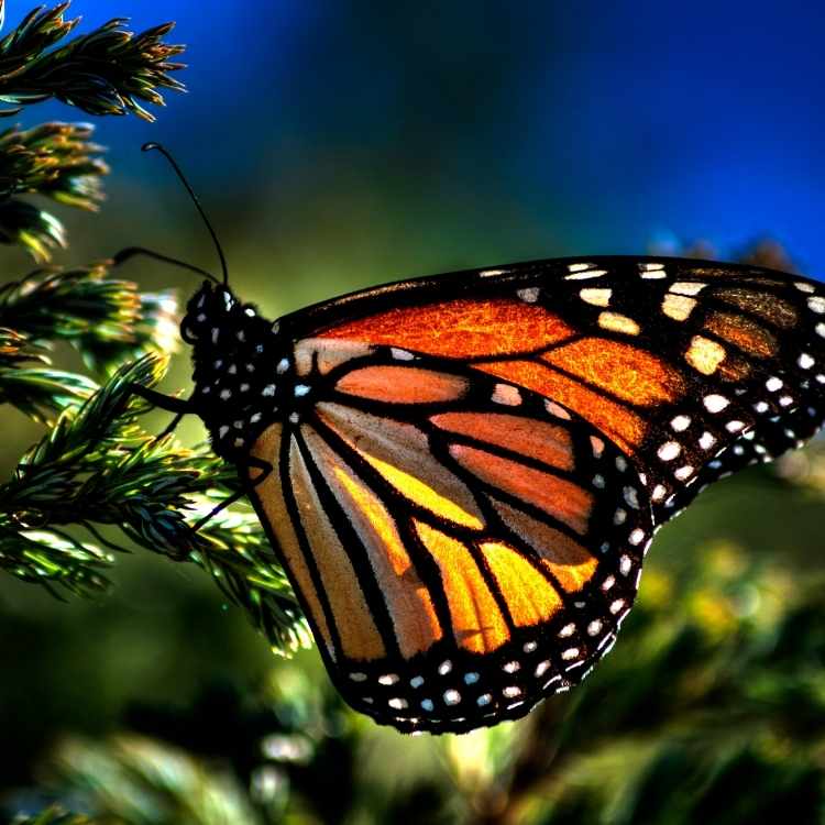 monarch butterflies symbolize