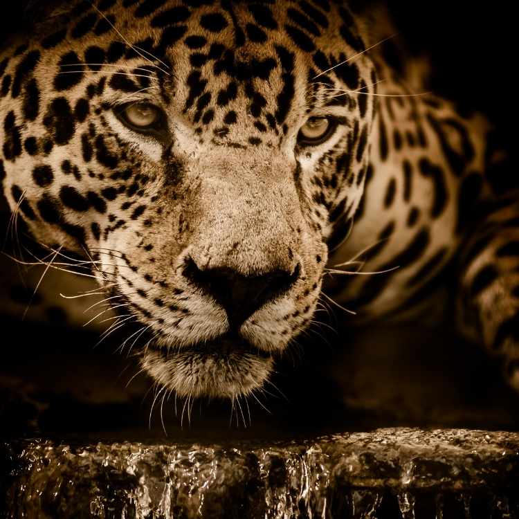 What does a jaguar symbolize