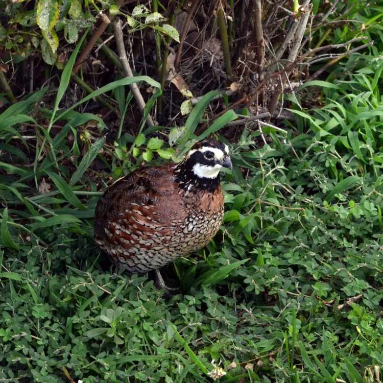 What does a quail symbolize Quail Symbolism - The Spirit Animal And Totem