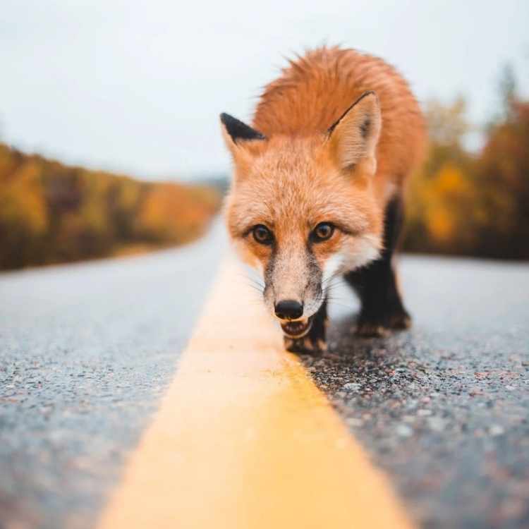 What does it mean when you see a fox