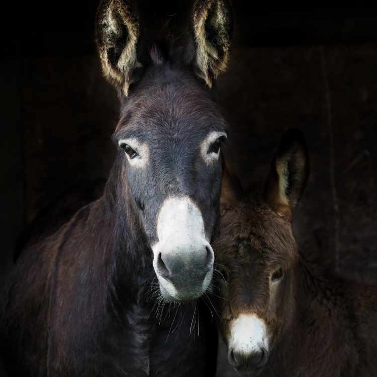 What is the symbolic meaning of a donkey