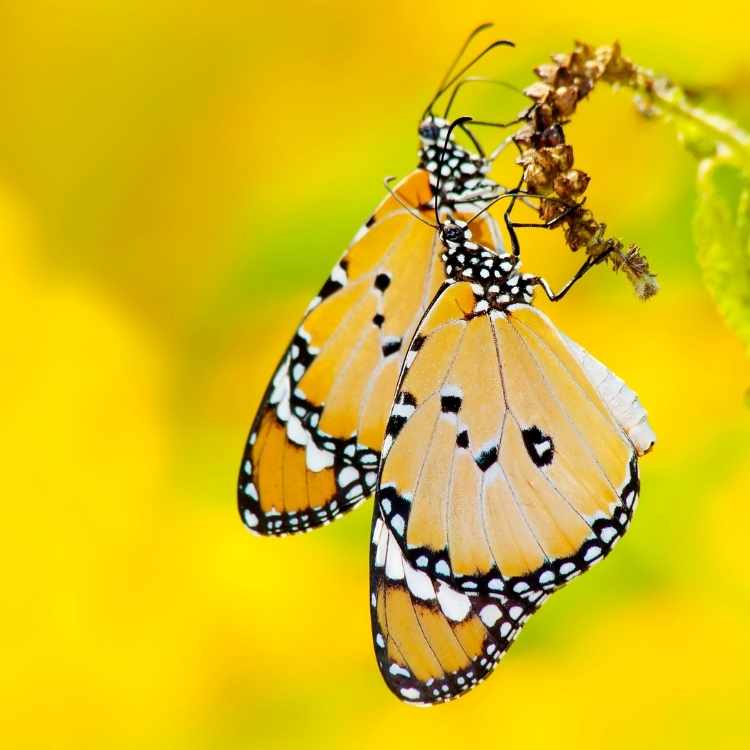 Yellow butterfly totem Yellow Butterfly Symbolism: Why It is More Than Just a Beautiful Insect