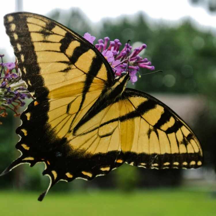 Yellow monarch meaning