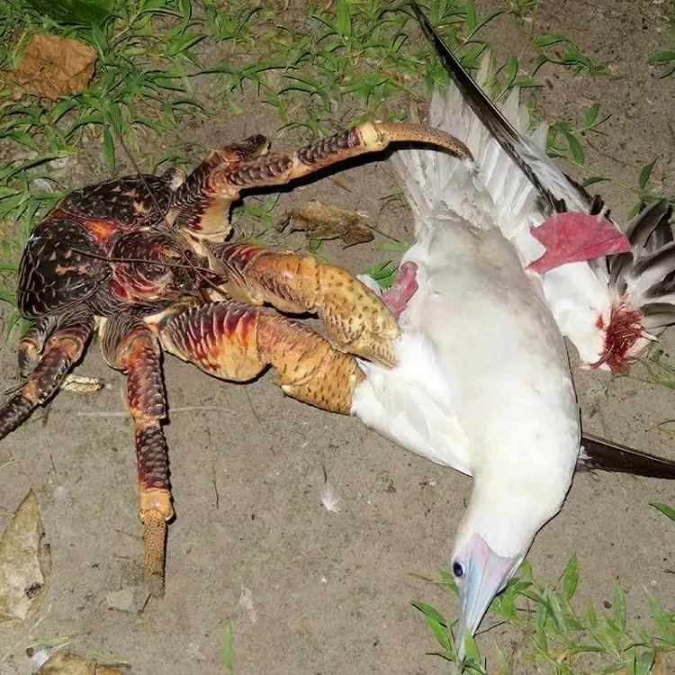 cocunut crab eating seabird