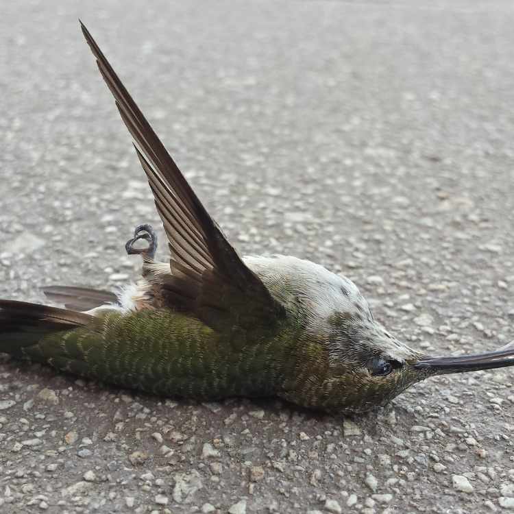 dead hummingbird meaning