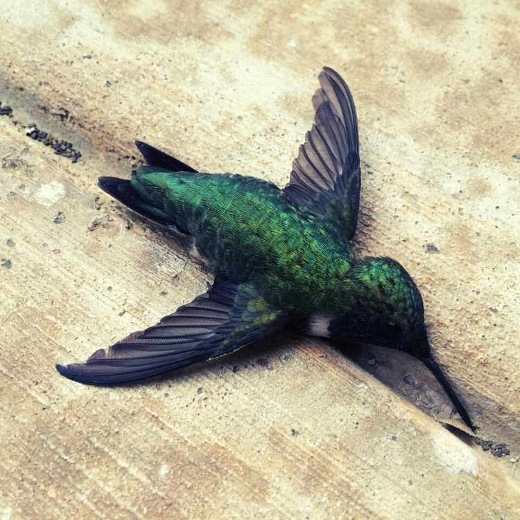 dead hummingbird symbolism