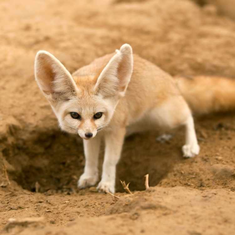 desert fox