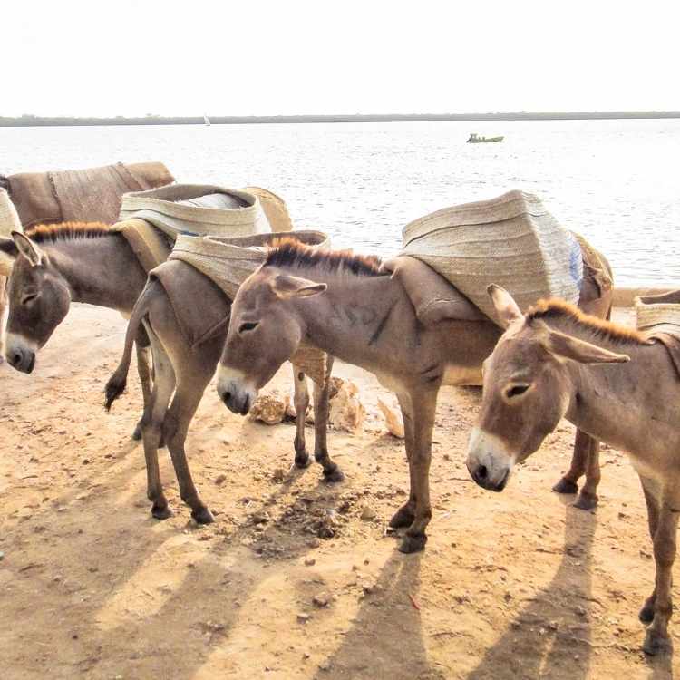 donkey working