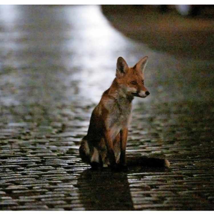 fox in city